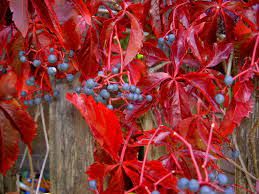 Parthenocissus quinquefolia 'Engelmannii' Tapadó Vadszőlő