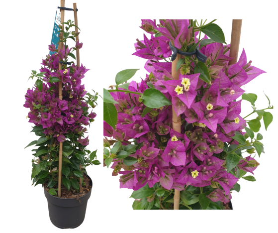 Bougainvillea-Murvafürt  lila