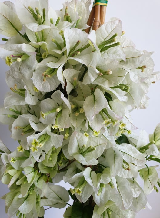 Bougainvillea-Murvafürt Fehér