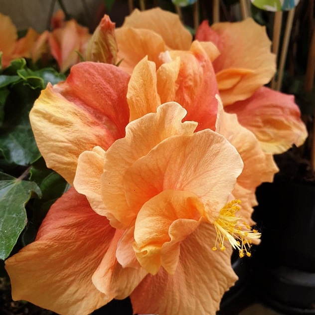 Törzses Hibiszkusz - Classic Apricot