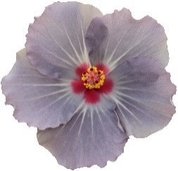 Hibiszkusz - HibisQs Longlife Cato