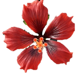 Hibiszkusz - HQ-202 Petit Limited