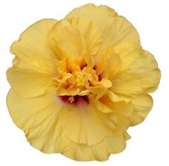 Hibiszkusz - Adonicus Double. Yellow - Longiflora
