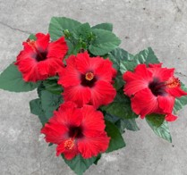 Hibiszkusz - Arion