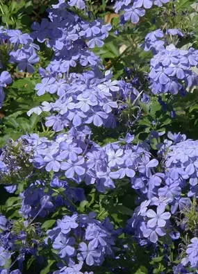 Kék virágú ólomvirág (Plumbago auriculata)