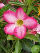 Sivatagi rózsa (Adenium)