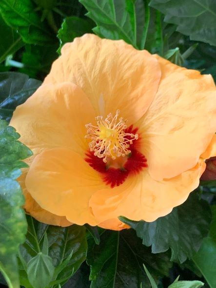 Törzses  Hibiszkusz - sárga virágú