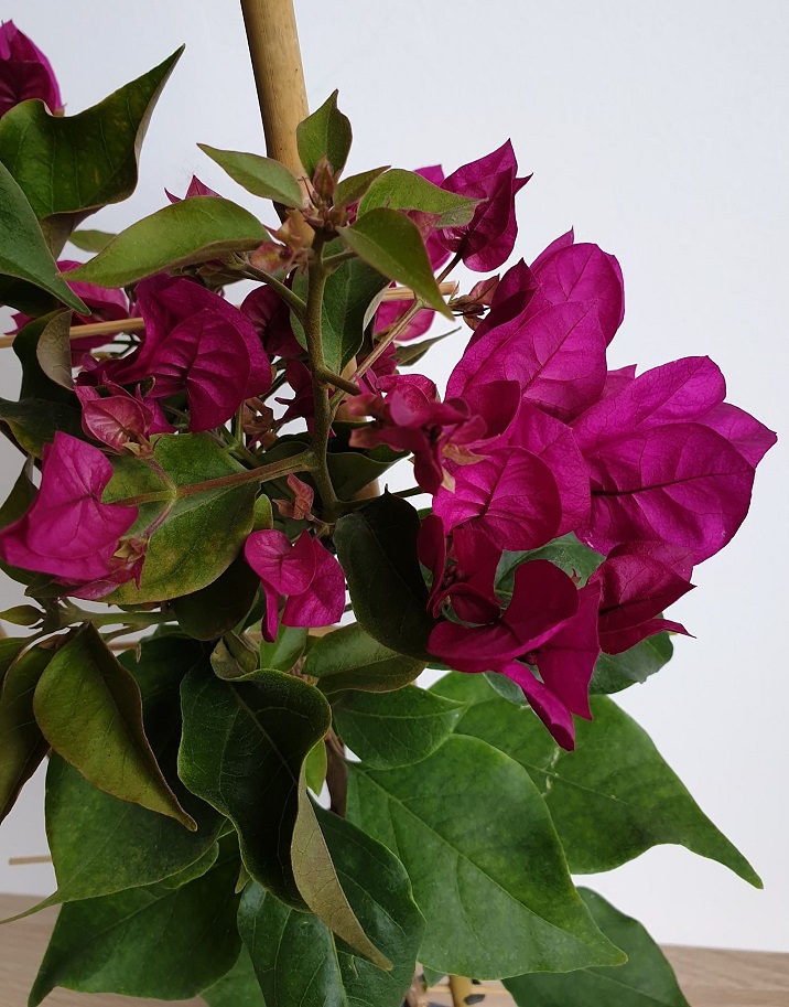 BougainvilleaMurvafürt Vera deep Purple Murvafürt (Bougainvillea) Gazdabolt Webáruház