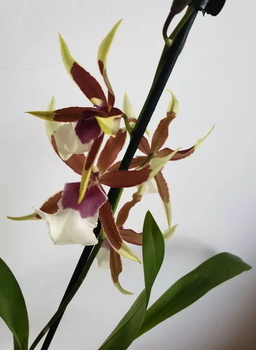 Cambria Orchidea