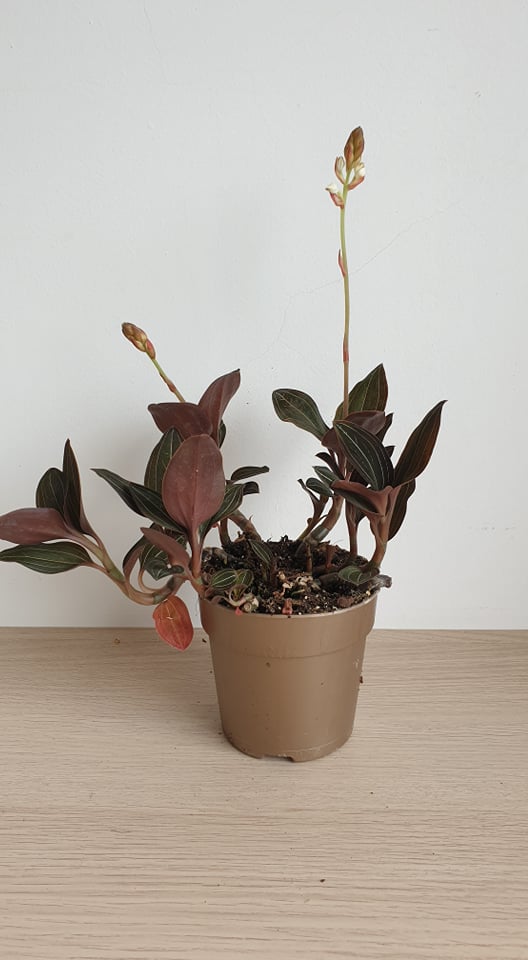 Ékszerorchidea (Ludisia discolor)