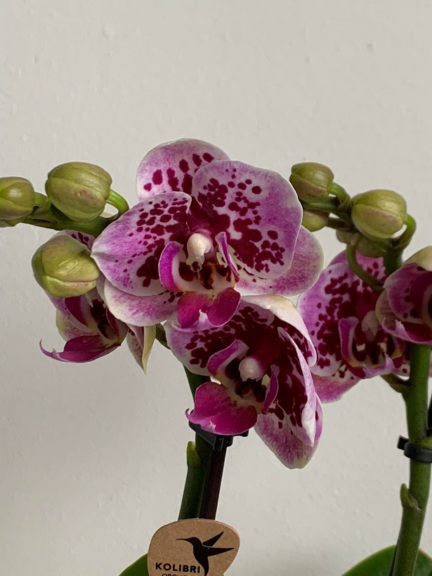 Phalaenopsis Lepkeorchidea