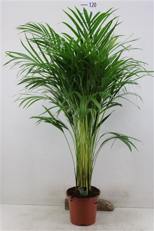 Aranypálma Chrysalidocarpus