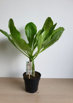 Brighamia Insignis (hawaii pálma)