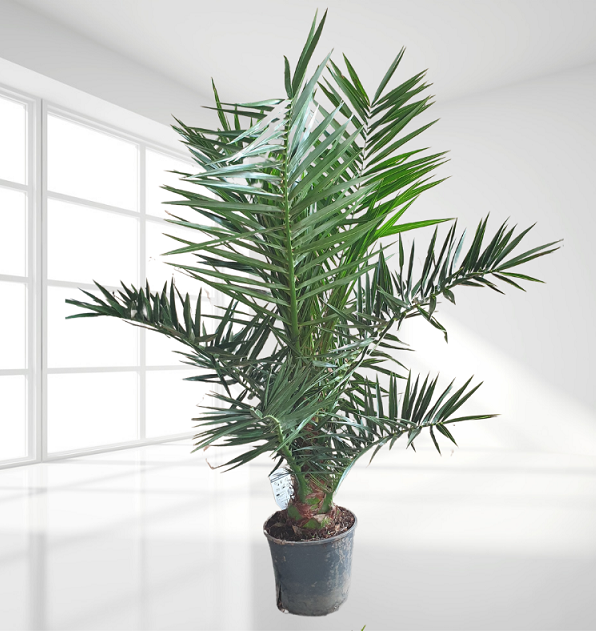 Datolyapálma - Phoenix canariensis