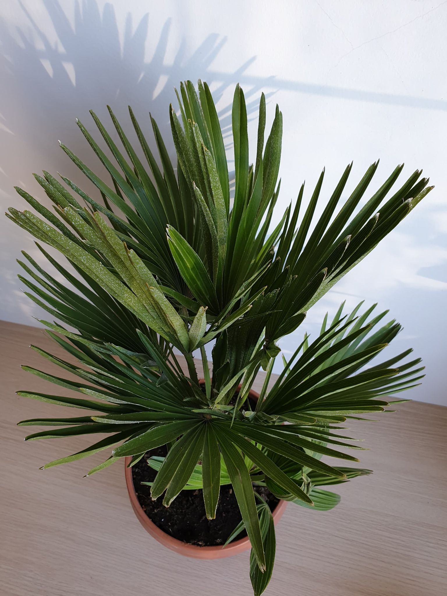 Chamaerops humilis
