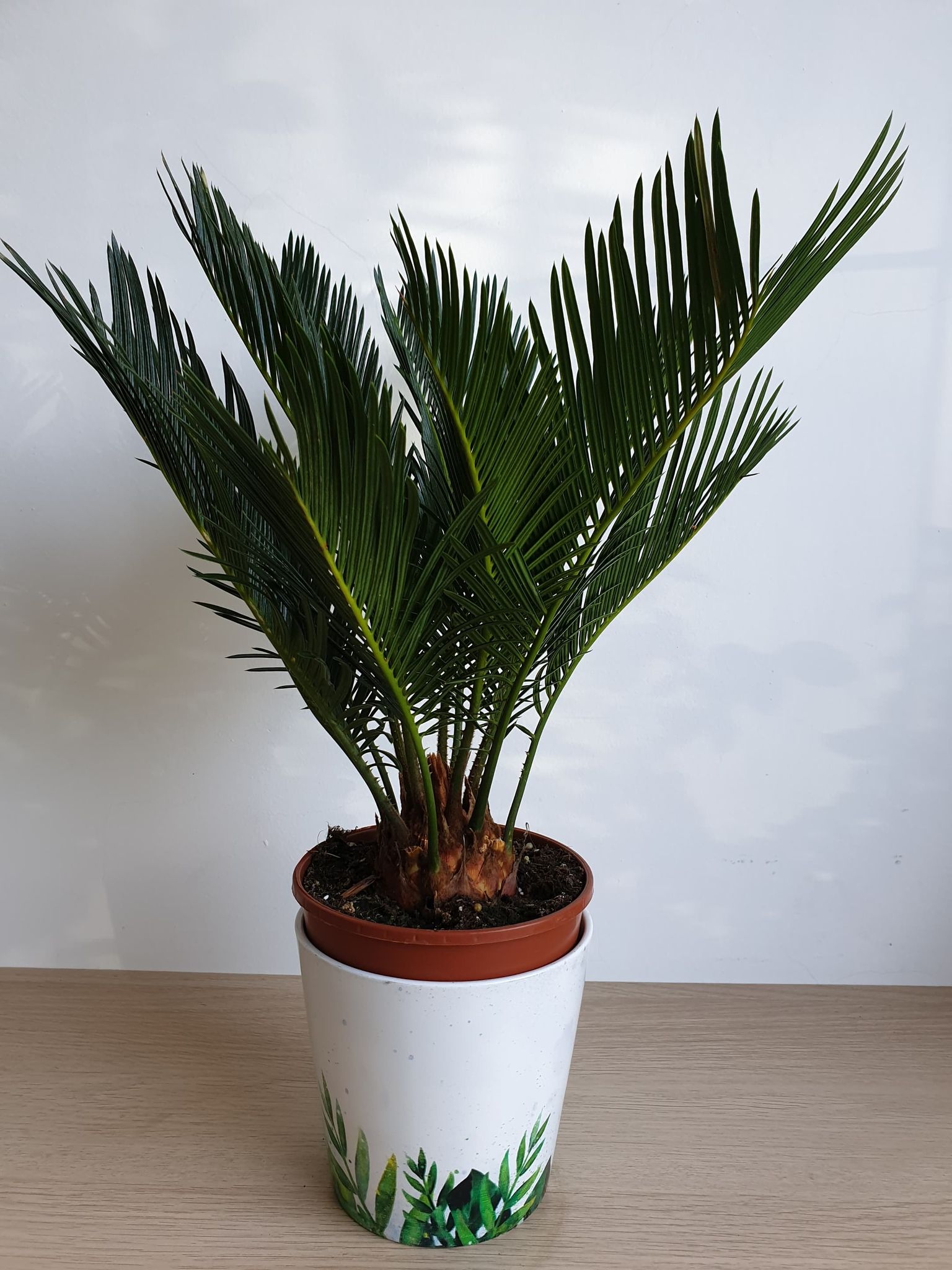 Cycas revoluta
