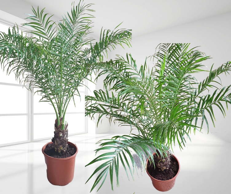 Phoenix roebelenii, törpe datolyapálma