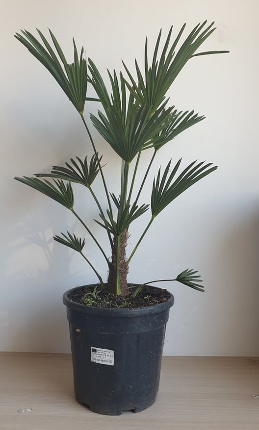 japán kenderpálma (Trachycarpus wagnerianus)