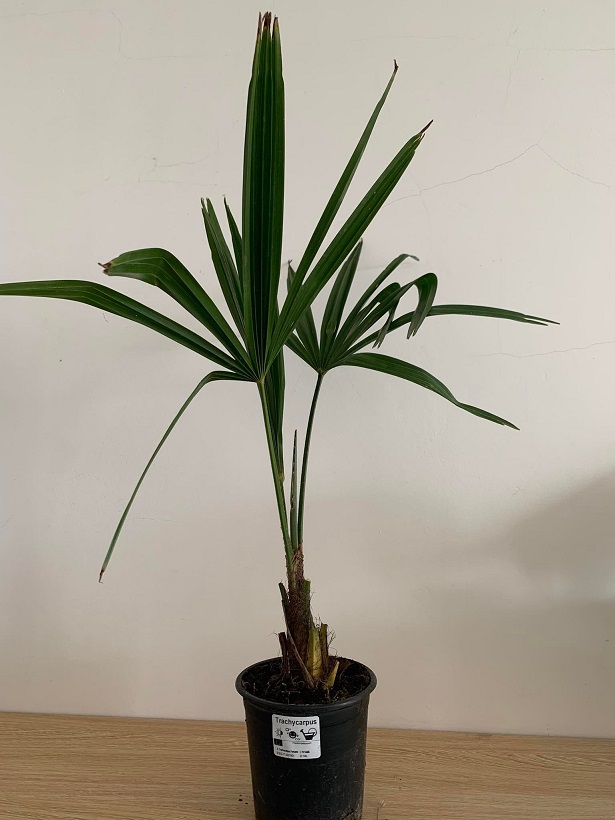 Trachycarpus fortunei - Kínai kenderpálma