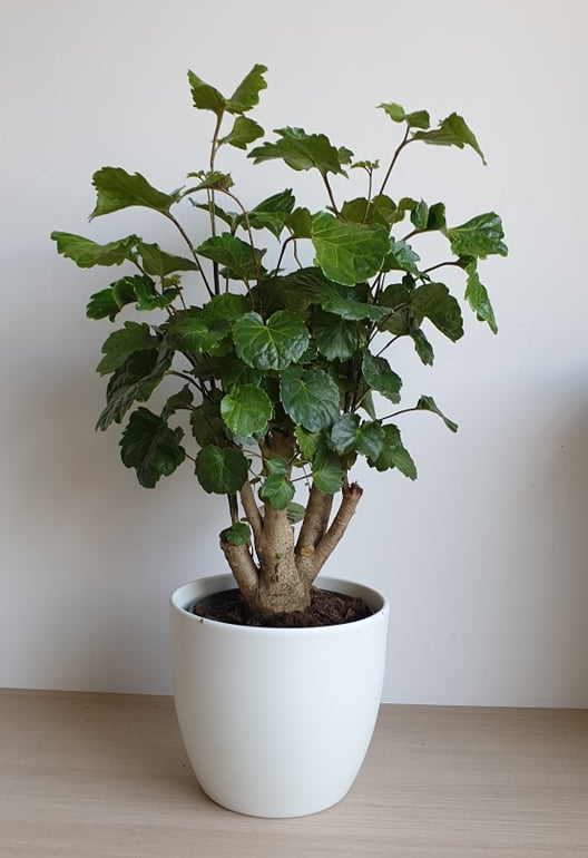 Árnyékarália (Polyscias lemon’)