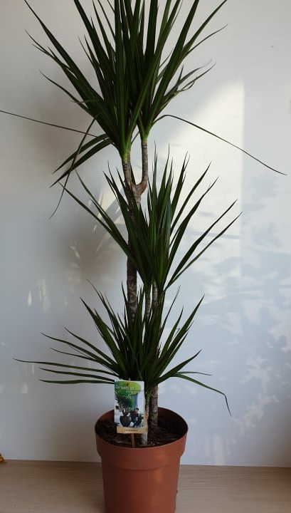 Dracena Marginata - Tarka sárkányfa