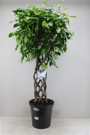 Ficus Benjamina , fonott törzsű