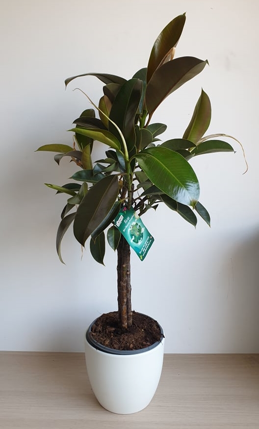 Ficus Melany