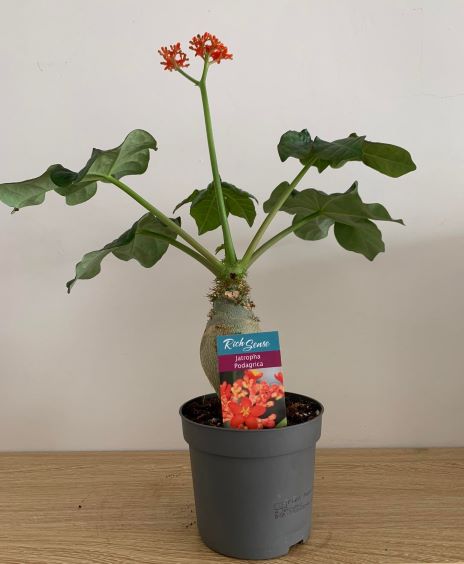 Palackfa (Jatropha podagrica)