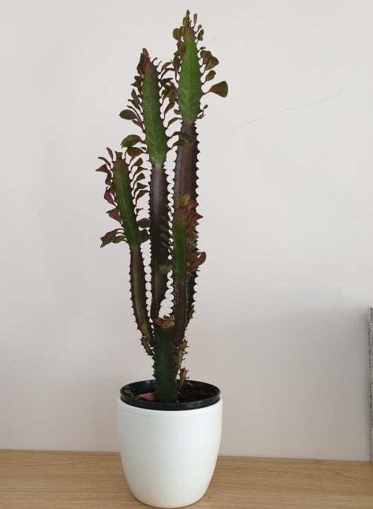 Euphorbia Trigona Rubra