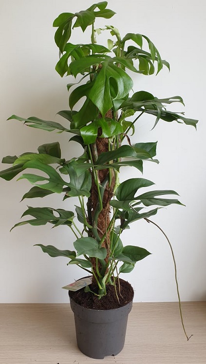 Monstera Minima – Rhaphidophora tetrasperma