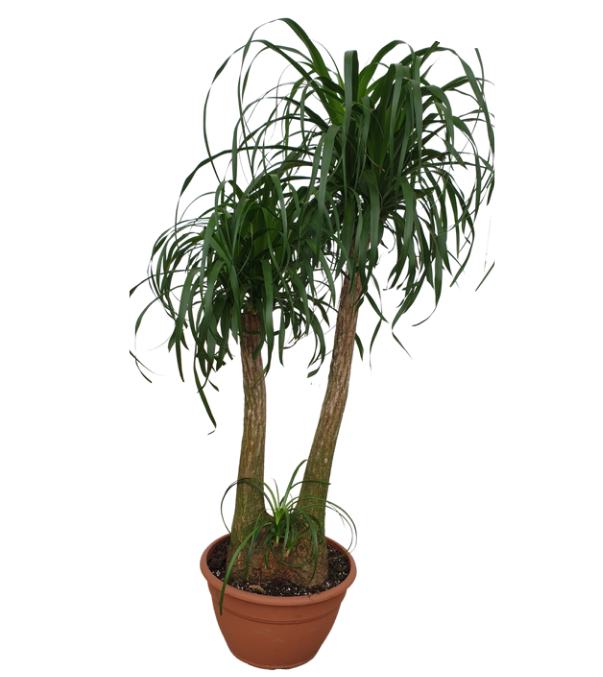 Elefántláb (Nolina recurvata) 150 cm