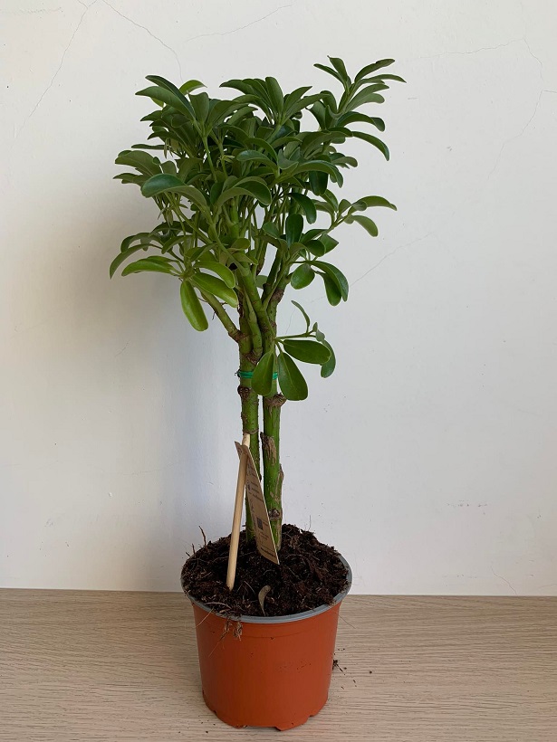 Sugárarália (schefflera luseana)