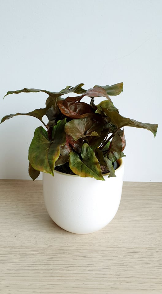 Syngonium podophyllum 'Maria Allusion'