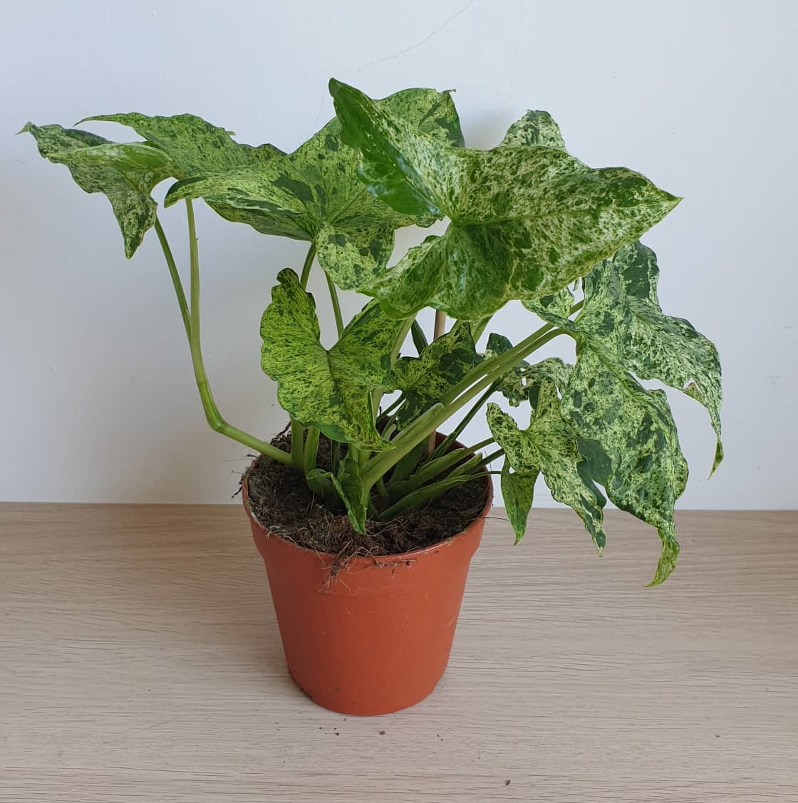 Syngonium podophyllum 'Mottled Mojito