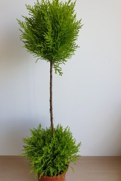 Szoba ciprus 'Cupressus macrocarpa' két labdás