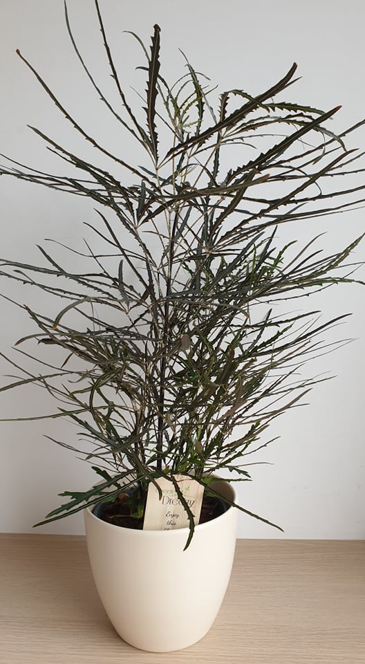 Tenyérarália (Dizygotheca elegantissima)