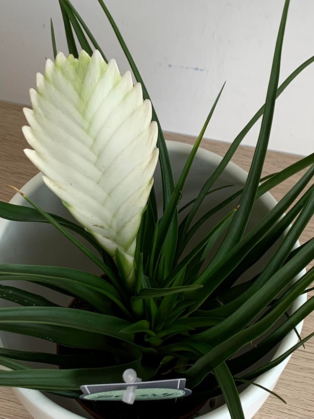 Fehér szakállbromélia ‘bianchini’ (Tillandsia cyanea ‘bianchini’)
