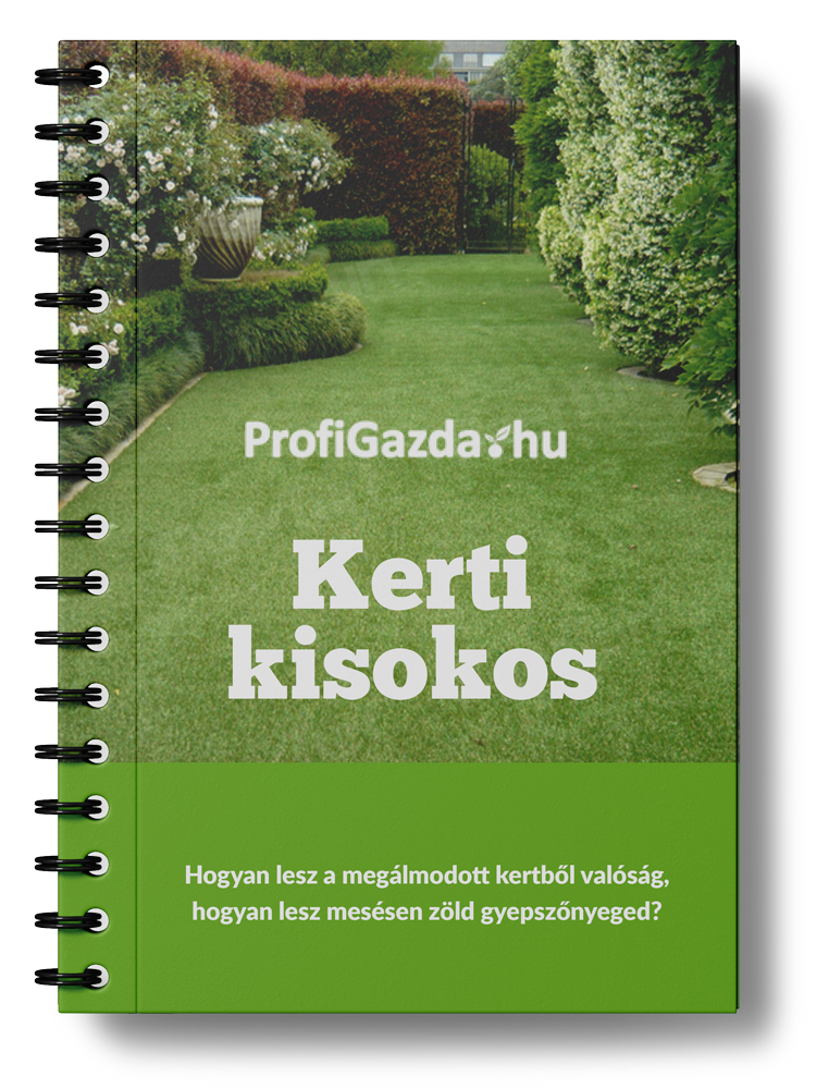 Kiskerti kisokos - Hogyan lesz mesésen zöld gyepszőnyeged? Fűmag vetés lépésről lépésre - ingyenesen tudásanyag