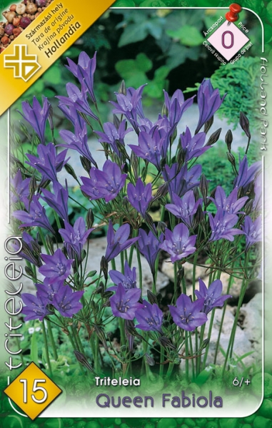 Triteleia Queen Fabiola / Sötétkék csillaghagyma 15 db