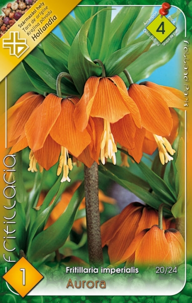 Fritillaria imperialis Aurora / Császárkorona narancs 1 db