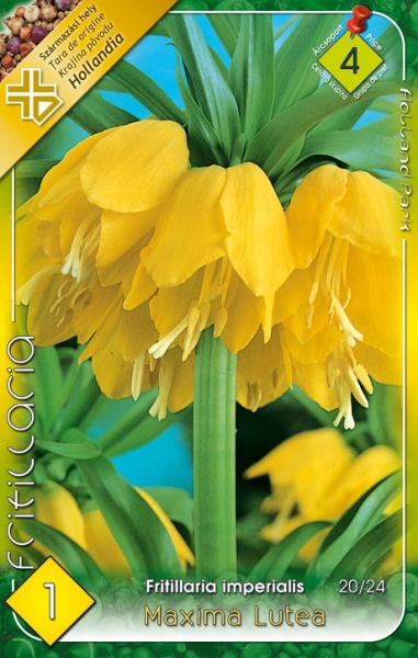 Fritillaria imperialis Maxima Lutea / Császárkorona sárga 1 db
