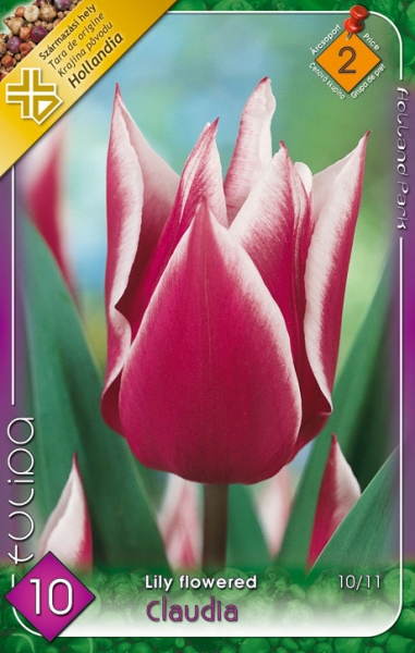 Tulipa Claudia / Tulipán Claudia 10 db