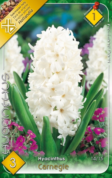 Hyacinthus Carnegie / Jácint fehér 3 db