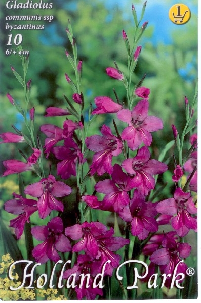 Gladiolus communis ssp. byzantinus / Bizánci kardvirág 10 db
