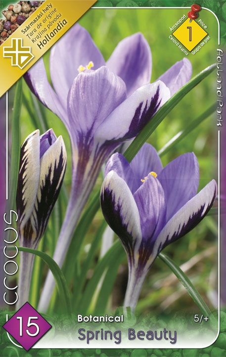 Crocus chrysanthus Spring Beauty / Botanikai krókusz 15 db