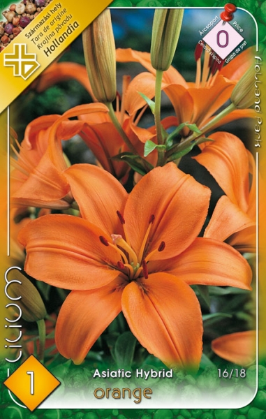 Lilium Asiatic Orange / Liliom ázsiai hibrid narancs 1 db